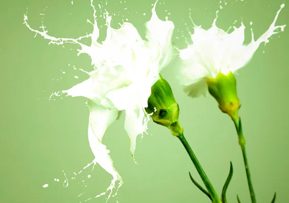 Pasteurization lines